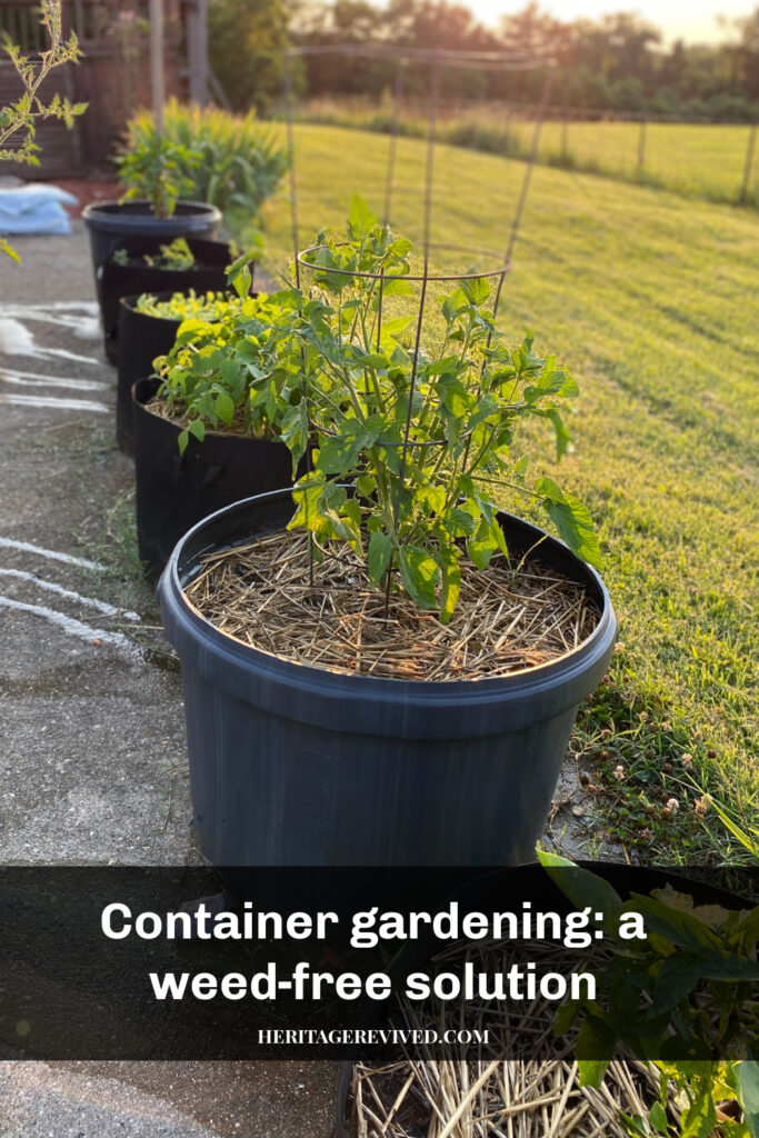 Growing vegetables in containers to make weeding easy