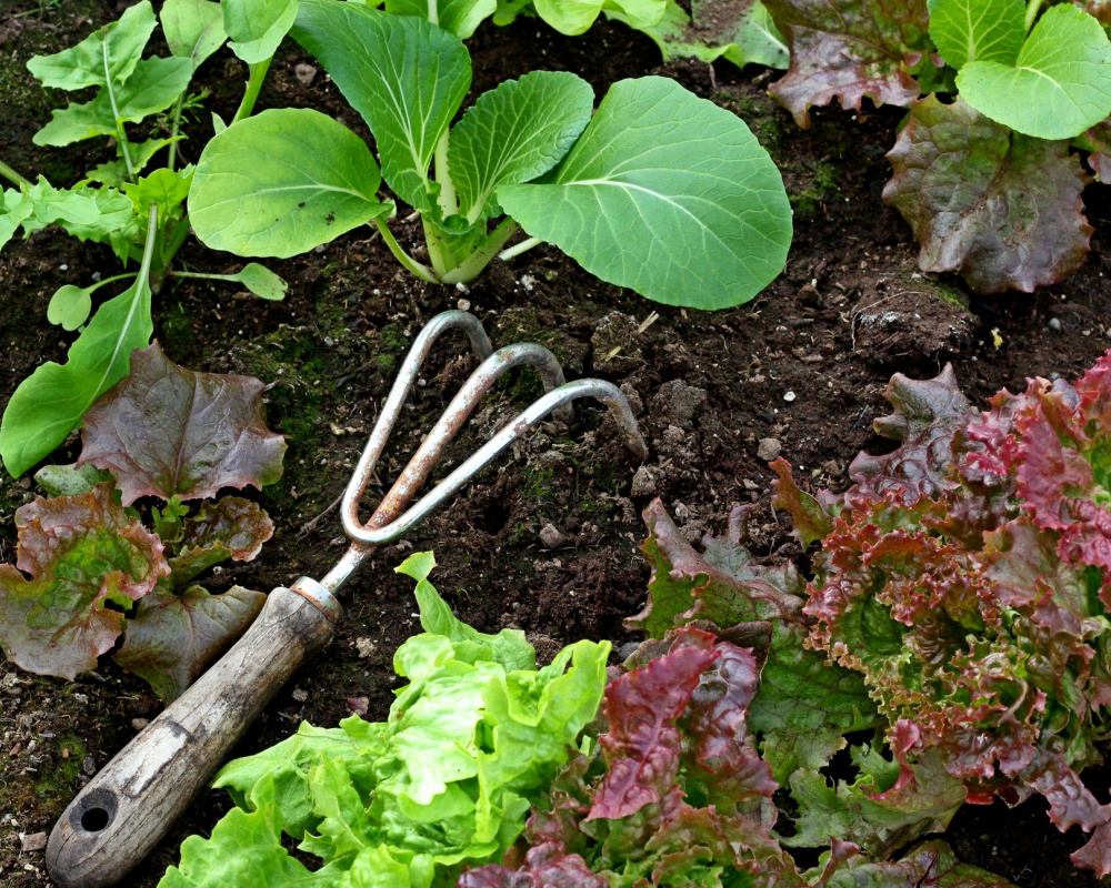 How to get rid of garden weeds naturally