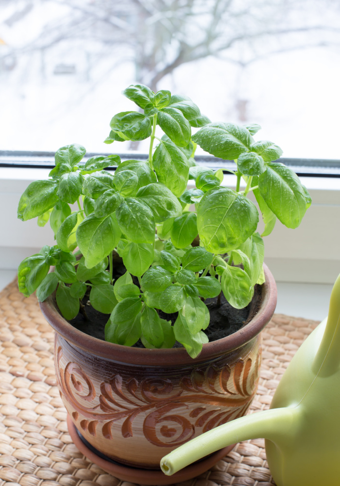 growing herbs indoors to build gardening skills: image of basil growing in a pot on a kitchen windowsill.