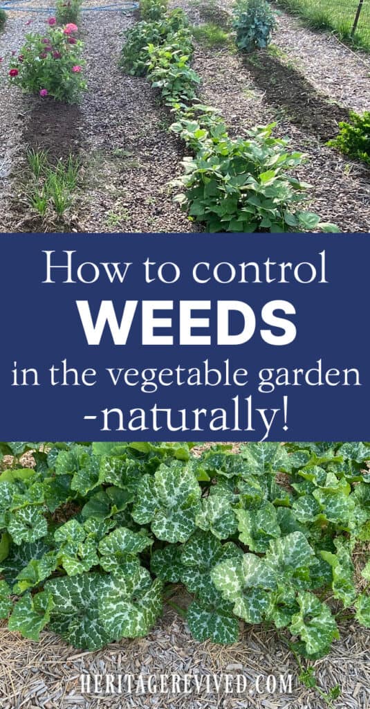 Vertical image of author's garden with text "how to control weeds in the vegetable garden - naturally!"