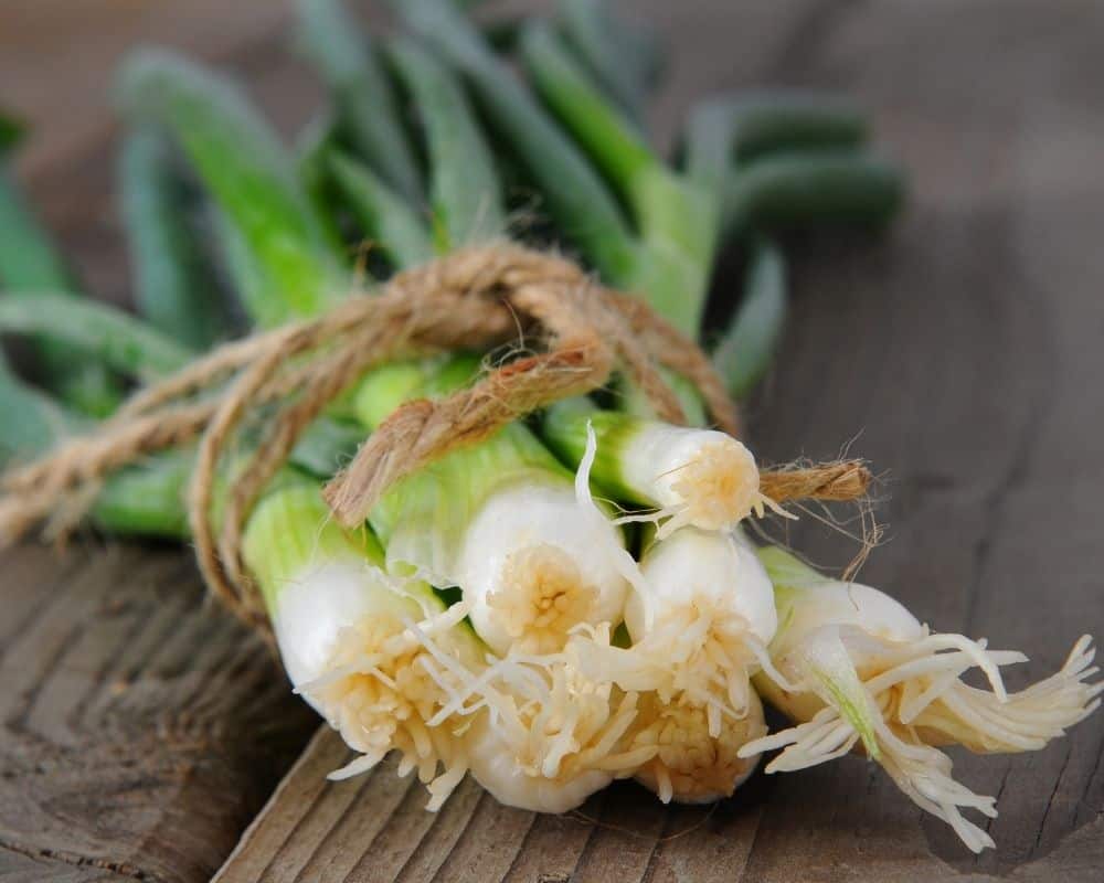 Planting late summer vegetables- green onions bunched together with twine on a wooden table.