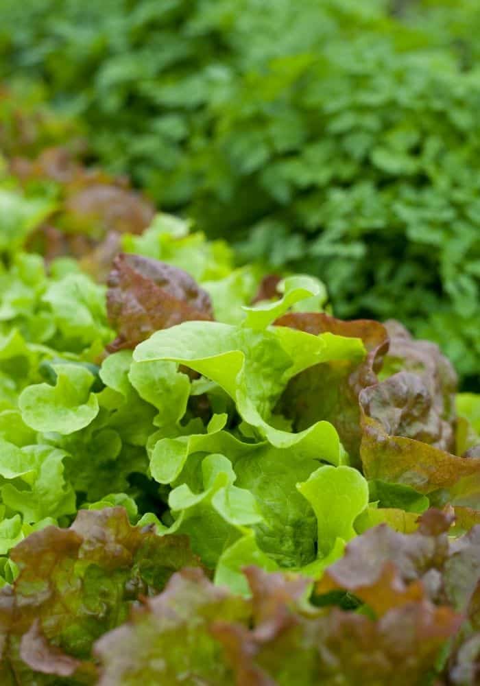 lettuce to plant in late summer- a mixed variety growing in a garden row.