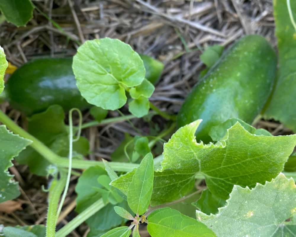 Cucumbers growing on a vine in a late summer garden.