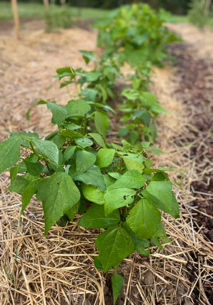 What to plant in August - green beans growing in a straw-mulched garden row.
