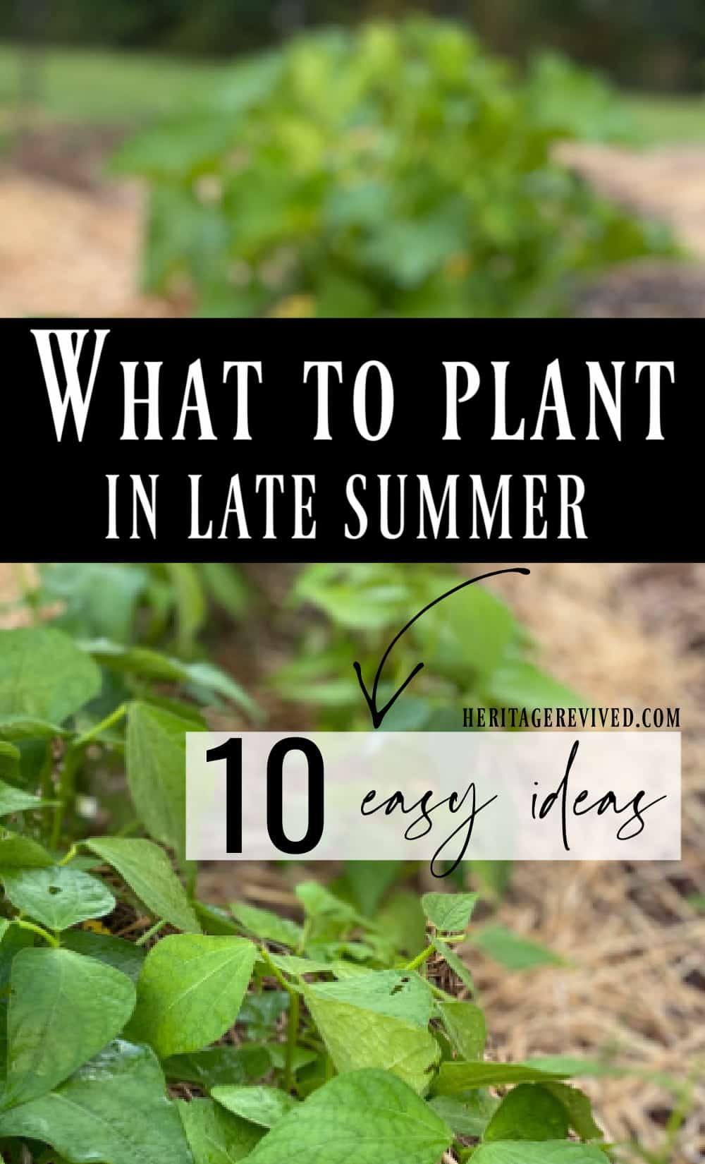 What to Plant in Late Summer (14 easy direct-sow options) - Heritage