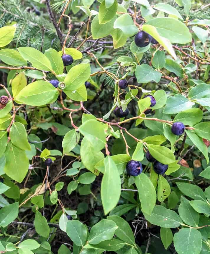 Image of wild berries: Foraging for huckleberries