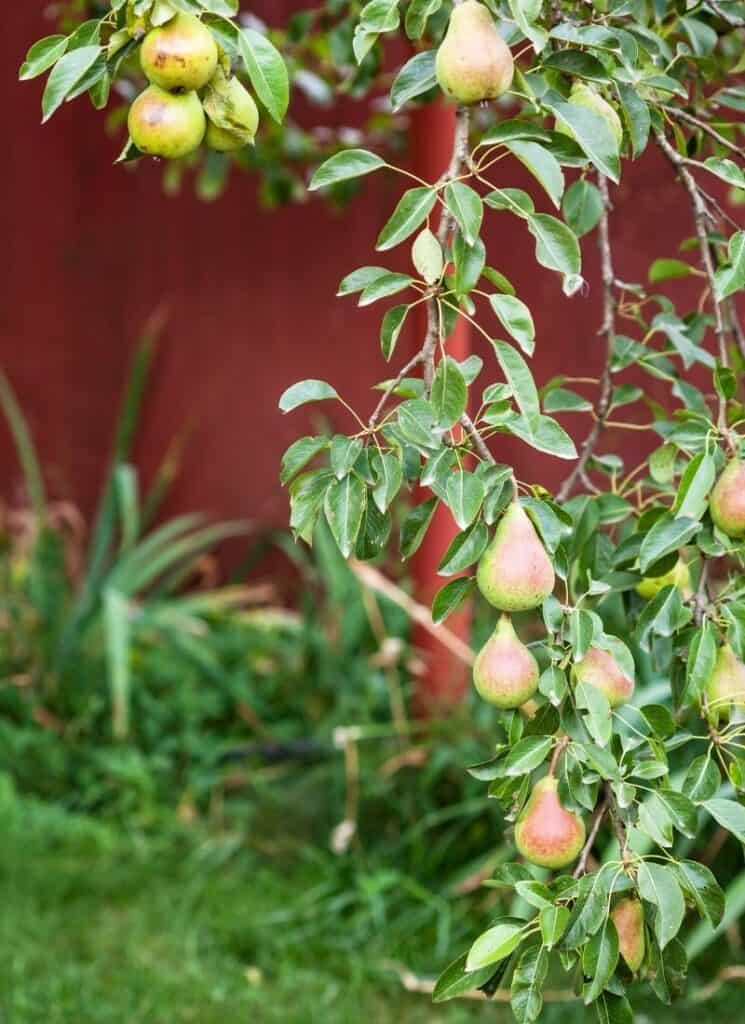 Pear tree in backyard--growing your own fruit concept.