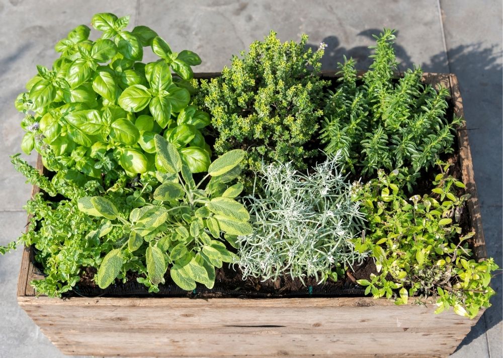 Herbs growing in a wooden box.