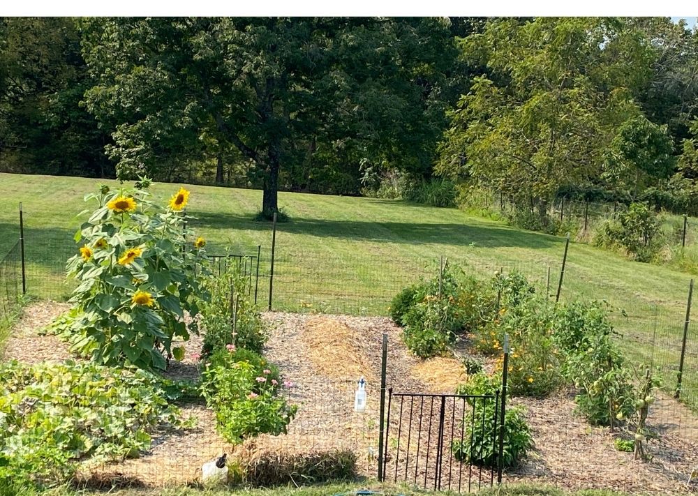 Small raised row garden concept.