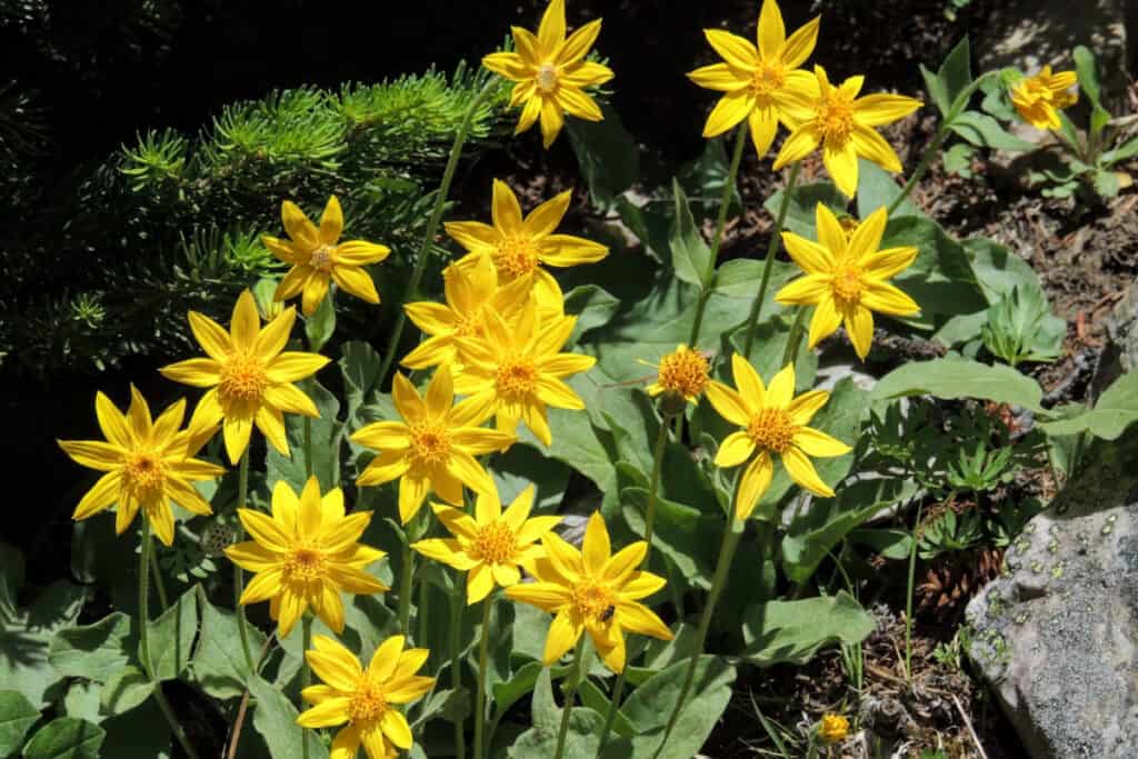 Yellow arnica flowers growing on a mountainside.