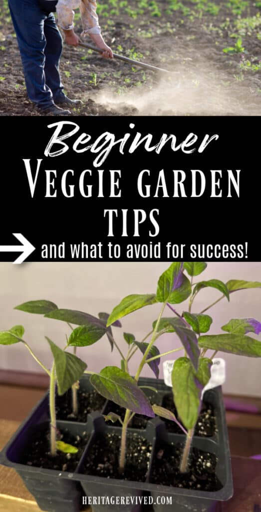 vertical graphic with man hoeing a garden above and veggie seedlings below, with text in between "Beginner veggie garden tips- and what to avoid for success!"