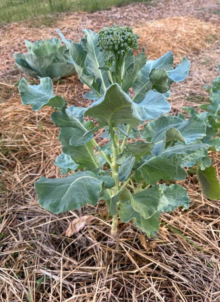 Tall brocolli plant bolting before ready to harvest.