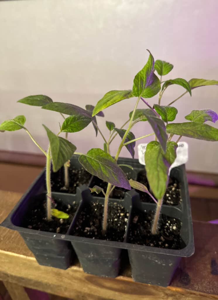 6 pack of tomato seedlings