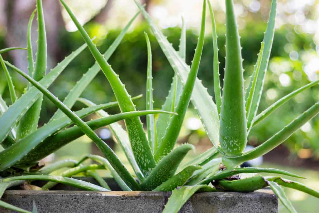 Aloe vera plants growing in concrete planter outdoors.