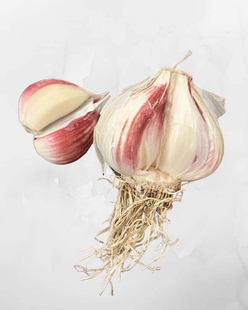 German extra hardy garlic on a grey background.