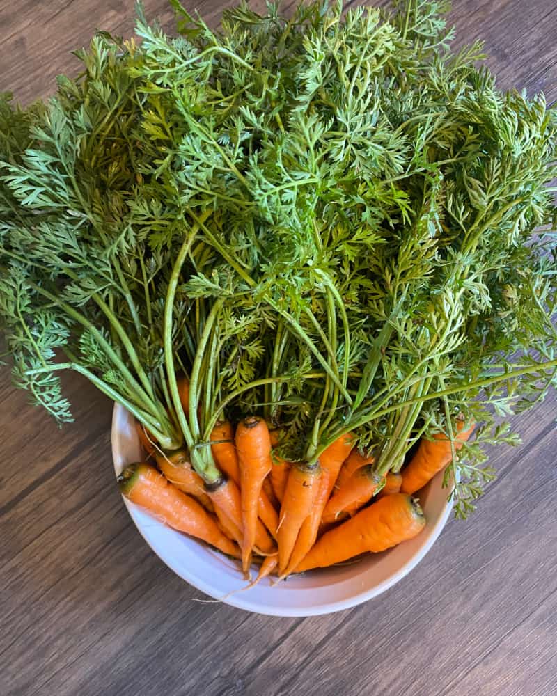 Freshly picked carrots in a white bowl on a wooden table.