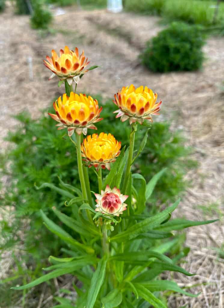 Yellow strawflowers growing in our raised row garden, summer 2023. Just in bloom.