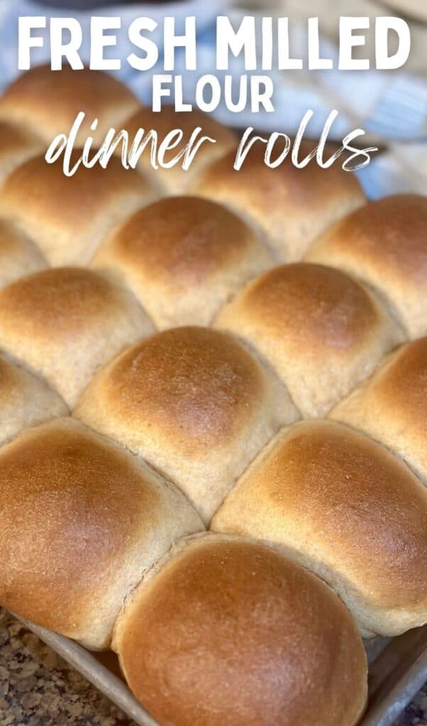 Vertical image of dinner rolls with text "Fresh milled flour dinner rolls"