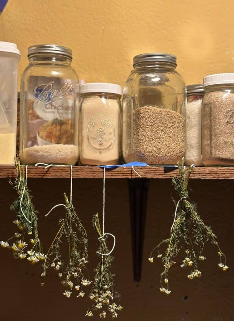 Drying chamomile in bunches, upside down from a pantry shelf.