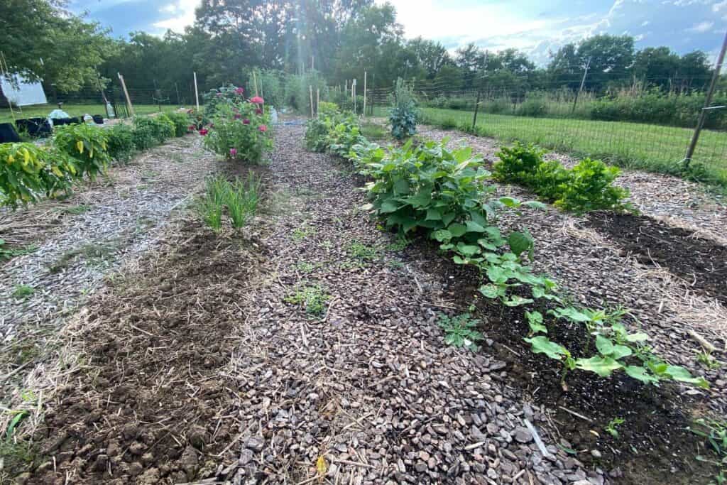 Summer garden with mulched walkways and various vegetables growing in each row.