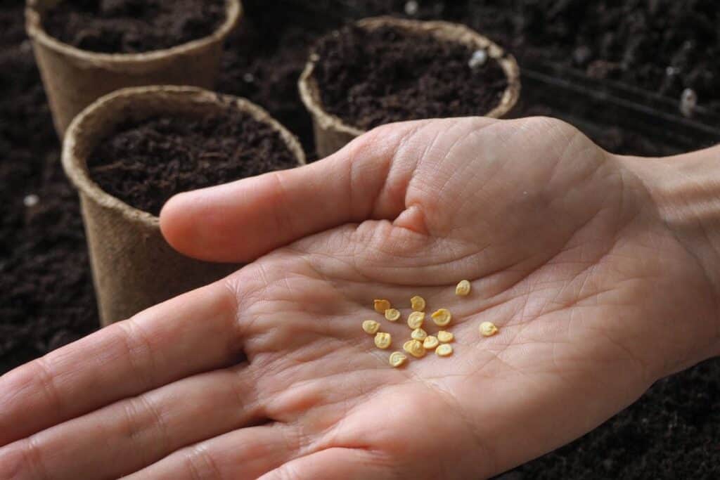 Holding pepper seeds in hand with small seedling containers in the background.
