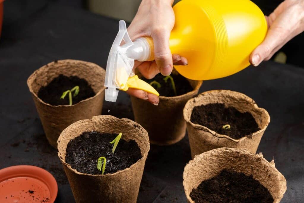 Spraying seedlings with water, using a spray bottle.