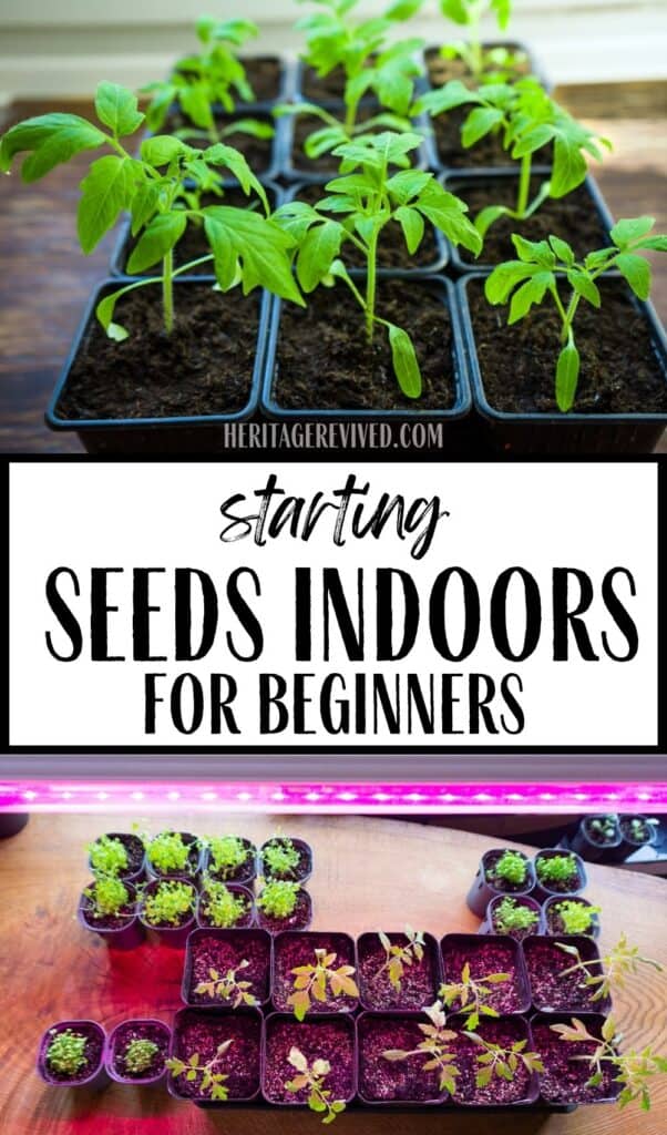 Vertical graphic with image of semi mature seedlings and image of small seedlings under lights, with text in between: "Starting Seeds Indoors- for Beginners"