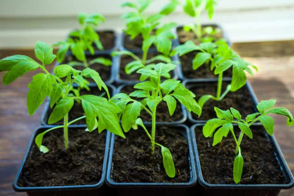 Tomato seedlings indoors