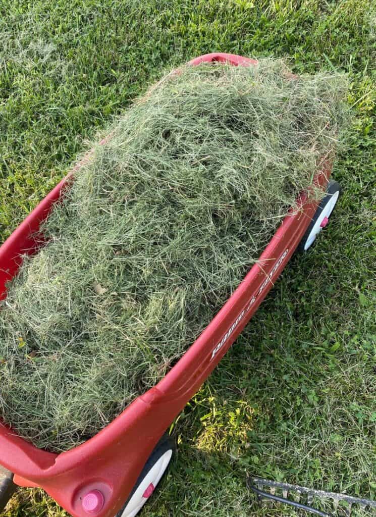Grass clippings in a wagon, raked from our yard.