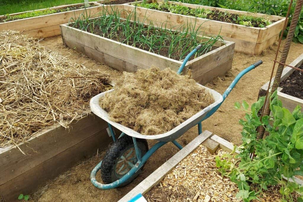 Example of wooden raised beds with straw, hay and wood chips as a top layer of mulch.