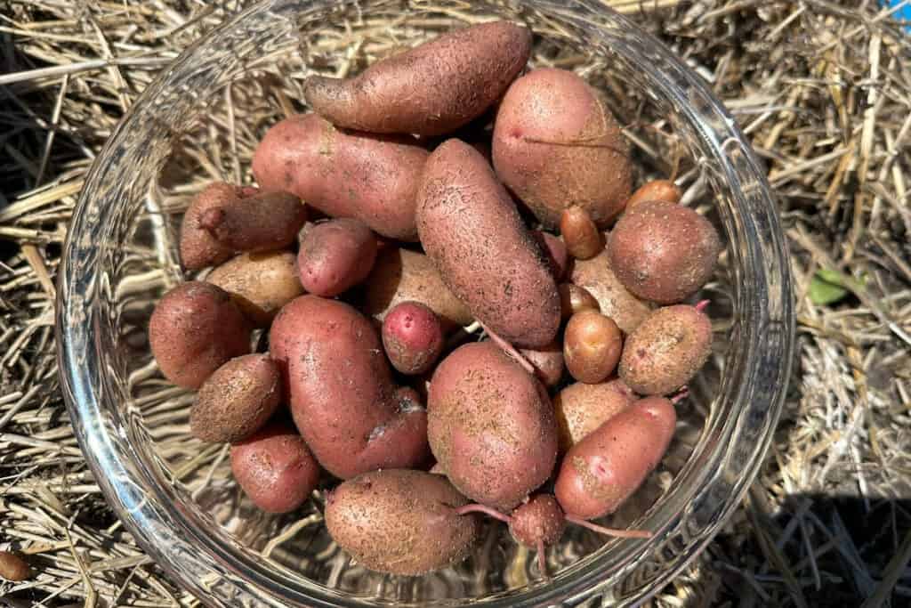 Potatoes grown from true potato seed in a bowl after harvest.