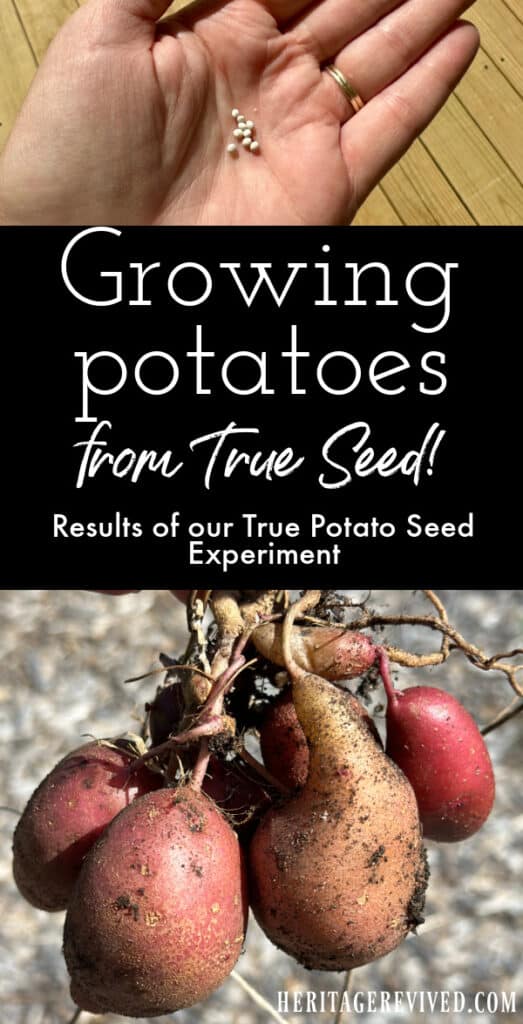 Graphic with image of potato seeds and freshly dug potatoes with text "Growing potatoes from true seed! Results of our True Potato Seed Experiment"