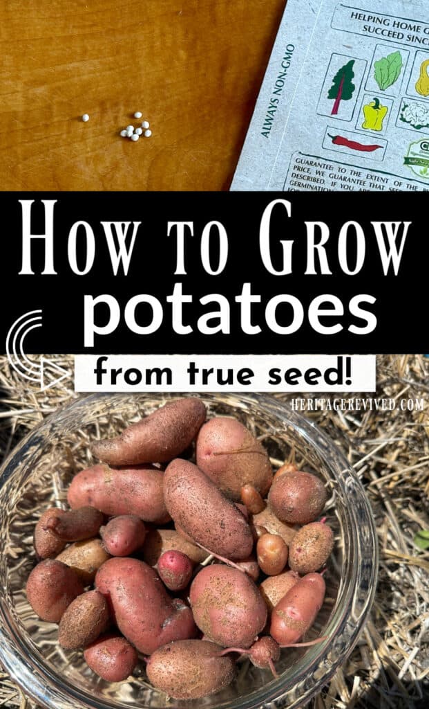 Graphic of small potato seeds and potato harvest with text "How to grow potatoes from true seed!"