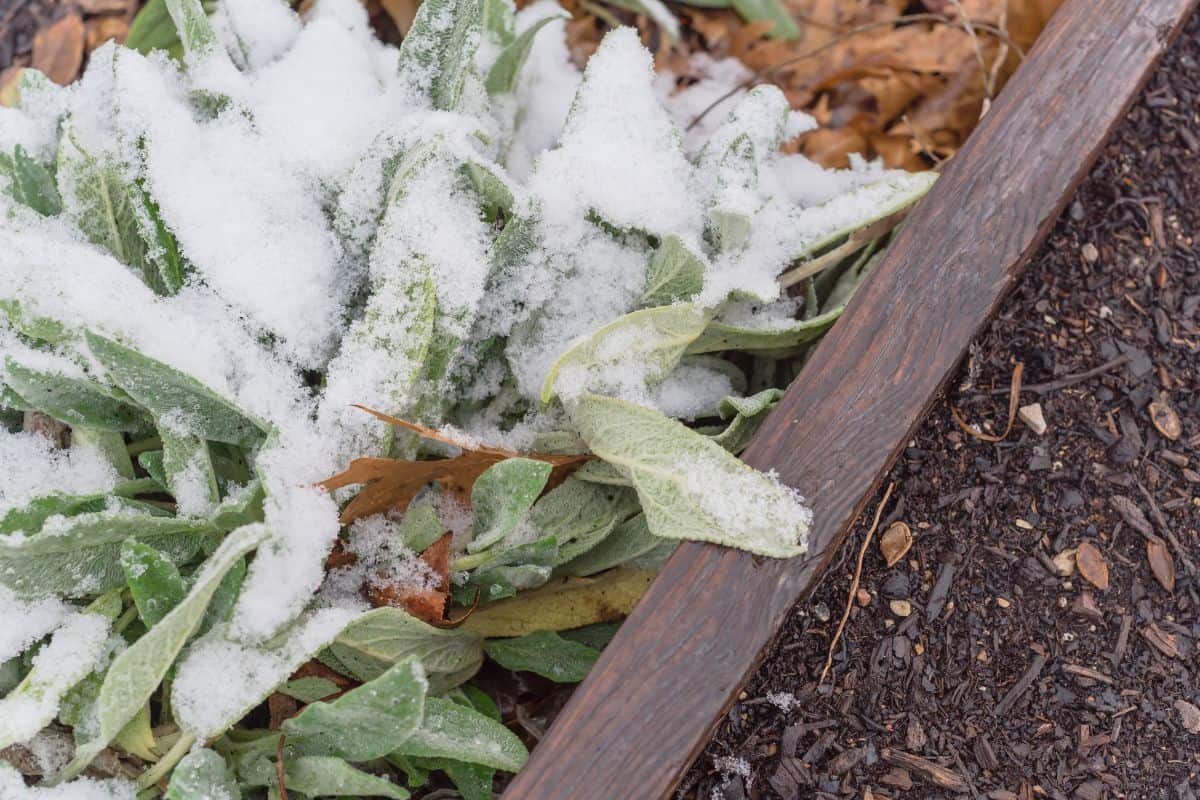 Raised bed with sage growing and light snow on top.