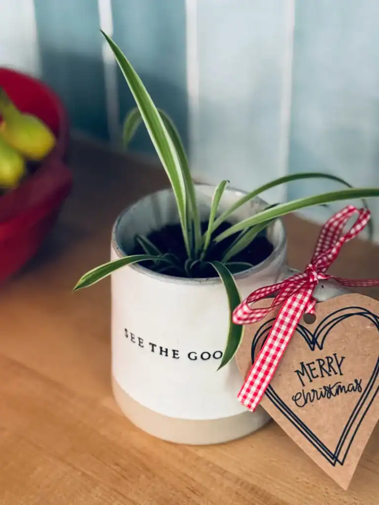 spider plant in a "see the good" stoneware mug with a gift tag.