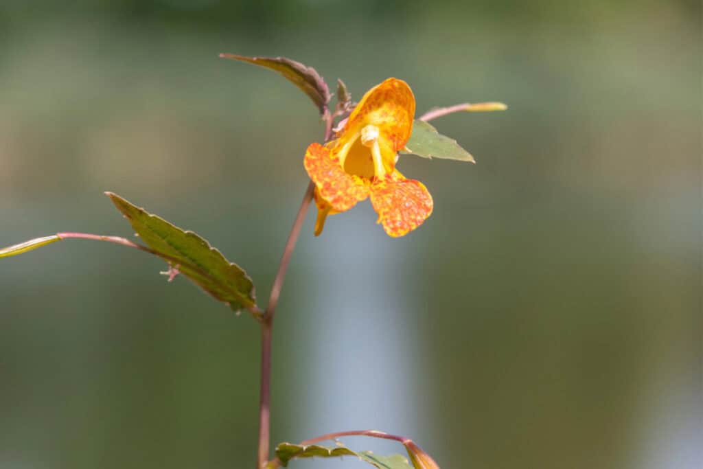 Closeup of single jewelweed stem with spotted orange blossom on the end.