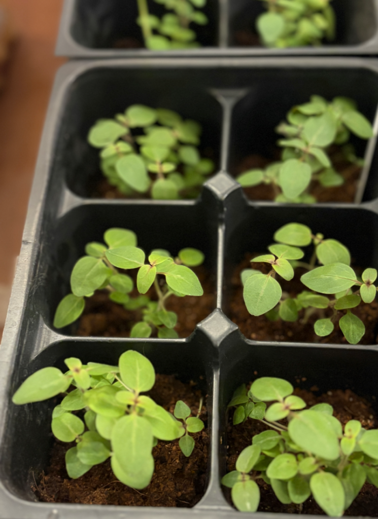 Basil seedling plants in black seed tray.