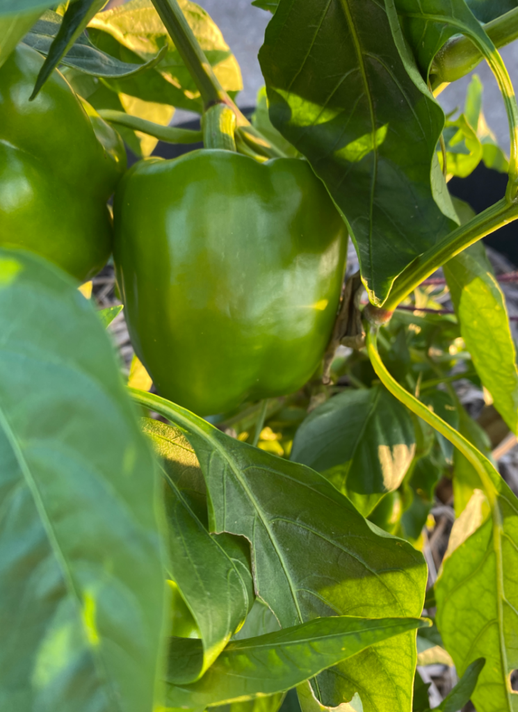 Large bell pepper growing on pepper plant.