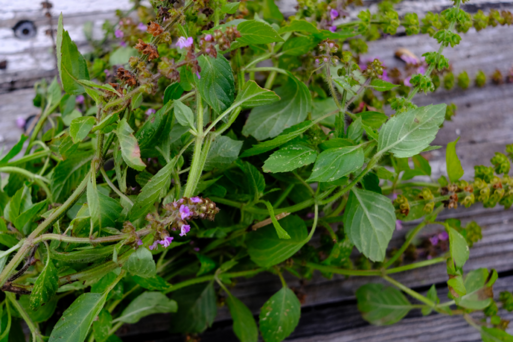 Blue spice basil freshly cut on wooden table.