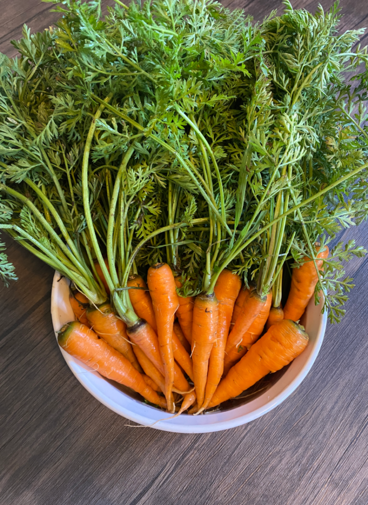 Harvested carrots in a bowl.