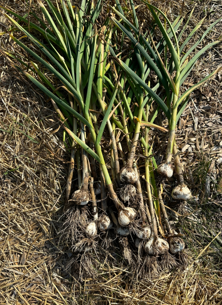 Freshly harvested garlic outdoors in the garden.
