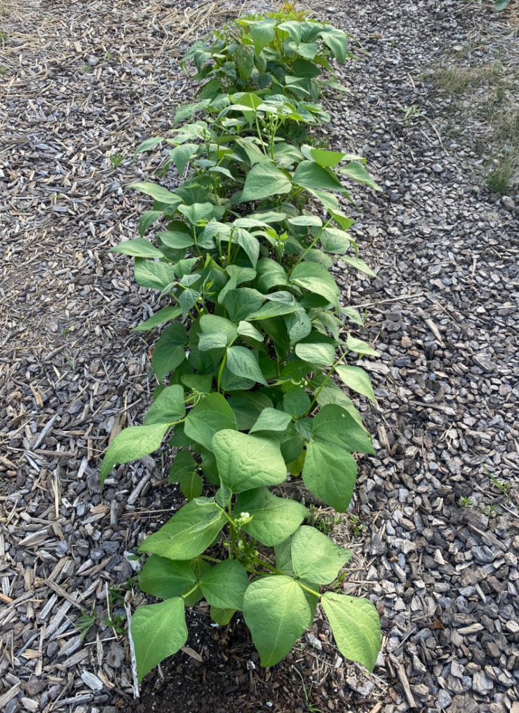Green bean plants growing in a row in garden.