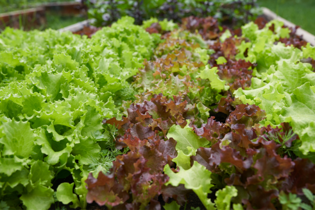 Closeup of lettuce varieties growing side by side.