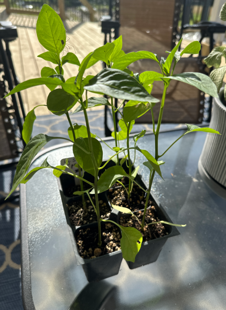 Pepper plants on outdoor table, ready to be planted in garden.
