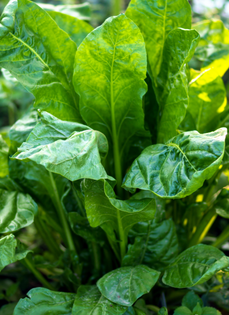 Closeup of green swiss chard plant in garden.