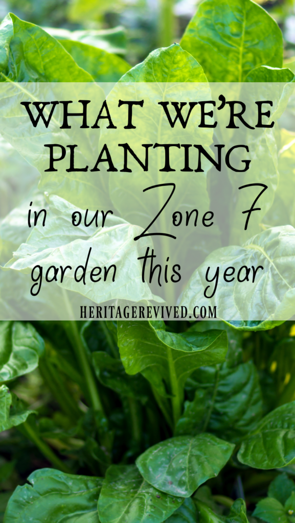Vertical graphic with swiss chard and text overlay "what we're planting in our Zone 7 garden this year"